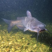 Channel Catfish