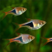 Harlequin Rasbora