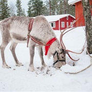 Visit a Reindeer Farm