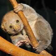 Potto