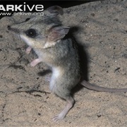 Dunnart