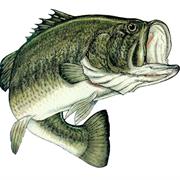 Freshwater Bass