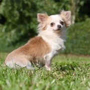 Rosie (Beverly Hills Chihuahua