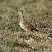 Bristle-Thighed Curlew