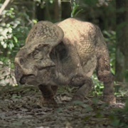 Protoceratops