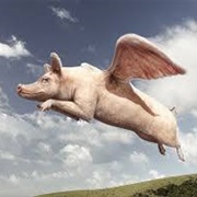 Flying Pig