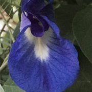 Blue Pea Vine