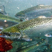 Atlantic Salmon