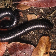 Giant African Milipede