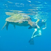 Admire the Sea Turtles While Snorkeling at Malu&#39;aka, HI