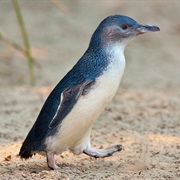 Little Blue Penguin