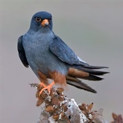 Red-Footed Falcon