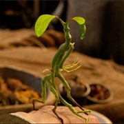 Bowtruckle