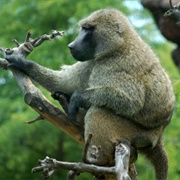 Olive Baboon