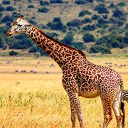 Masai Giraffe