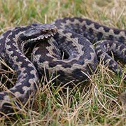 Iberian Cross Adder