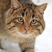 European Wildcat