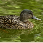 Hawaiian Duck