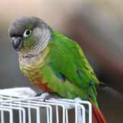 Green-Cheeked Conure