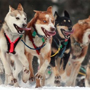 The Iditarod