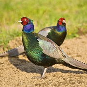 Green Pheasant (Japan)