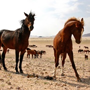 Namib Desert Horse