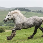 Fell Pony