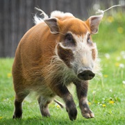 Red River Hog