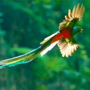 Quetzal Bird