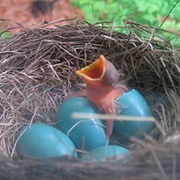Watch a Baby Bird Hatch in Real Life