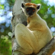 Golden-Crowned Sifaka