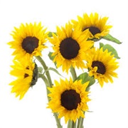 Buy Sunflowers