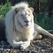 Male Lion