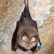 Horseshoe Bat