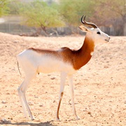 Dama Gazelle