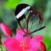 Glass Wing Butterfly