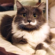 Hamilton the Hipster Cat