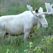 White Moose