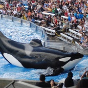 Shamu