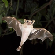 Dwarf Epauletted Fruit Bat