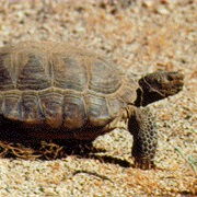 Desert Tortoise