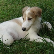 Borzoi