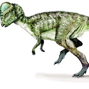 Pachycephalosaurus