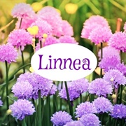 Linnea