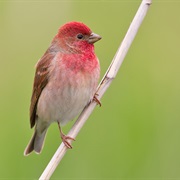 Common Rosefinch