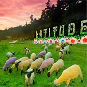 Latitude Festival (Henham Park, Suffolk, England)