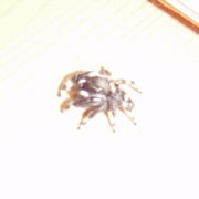 Jumping Spider