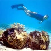 Getting My Foot Stuck in a Giant Clam