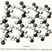 Helix Structure of Proteins Found (1951)