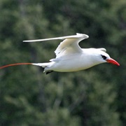 Red-Tailed Tropicbird